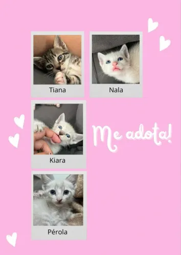 Doação de gatinhas filhotes 2 meses