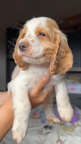 Filhotes Cocker Spaniel 