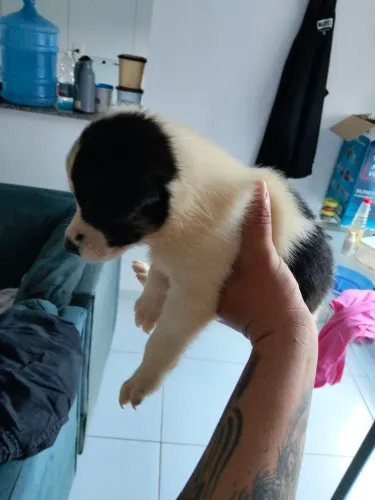 Cachorro
