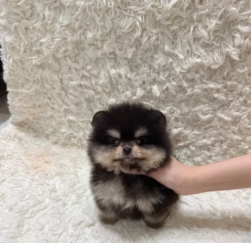 Filhotinhos spitz alemão/lulu da pomerânia linhagem selecionada e dócil