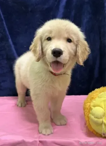 Filhote de cachorro super dócil Golden Retriever