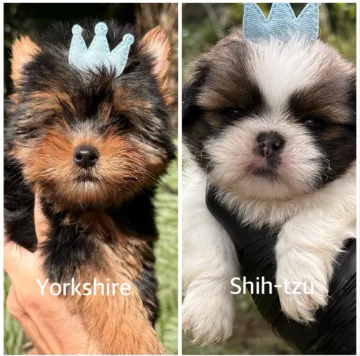 Lindos filhotes de Shihtzu e Yorkshire até 12x a partir 