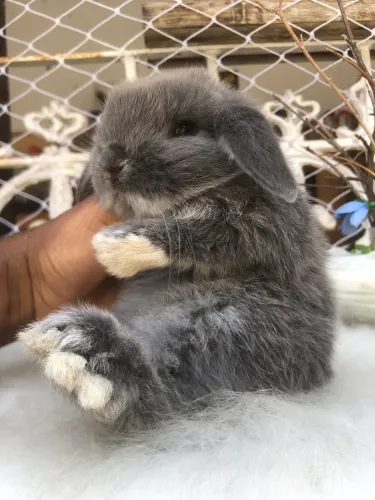 A raça de mini coelho mais dócil para estimação - mini lop uruguaio