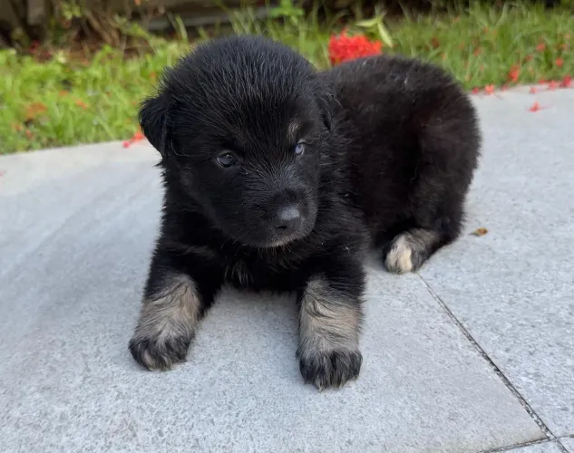 Filhote de husky siberiano