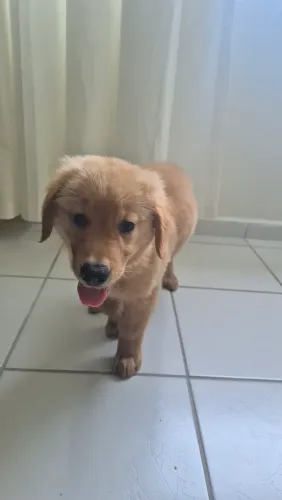 Golden Retriever Linda fêmea 