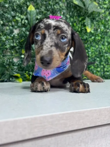 dachshund arlequim
