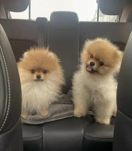 Filhote de Spitz Alemão Pequeno no Tamanho Gigante na Beleza