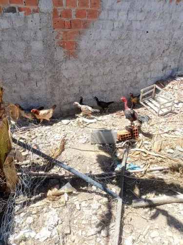 Vendo Galinhas de raça 