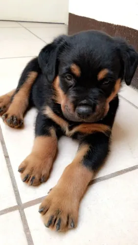 Rottweiler Filhotes encantadores prontos para fazer parte da sua vida