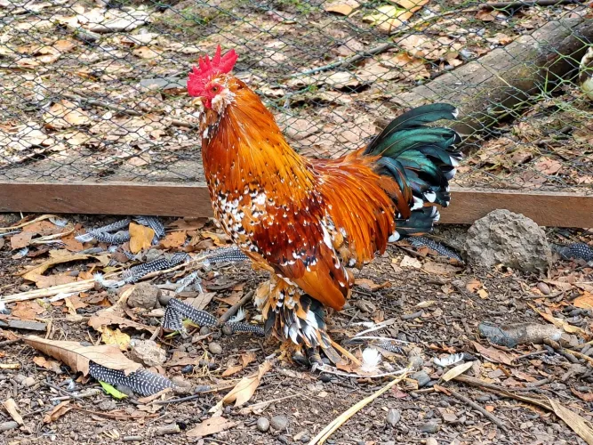 Galo belgian