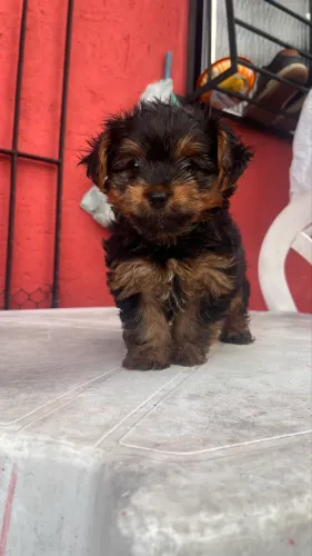 Yorkshire Terrier - Macho 