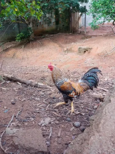 Vende-se galo novo R$ 50,00
