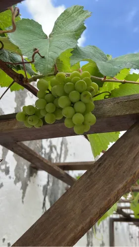 Muda De Uva Niagara Rosada Precoce Enxertada (produz Rápido)