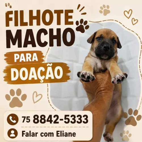 Filhote para adoção
