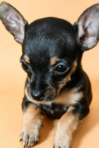 Pinscher