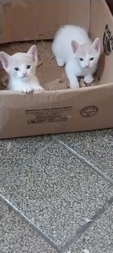Filhotes de gato para adoção