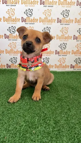 Pinscher Fêmea 