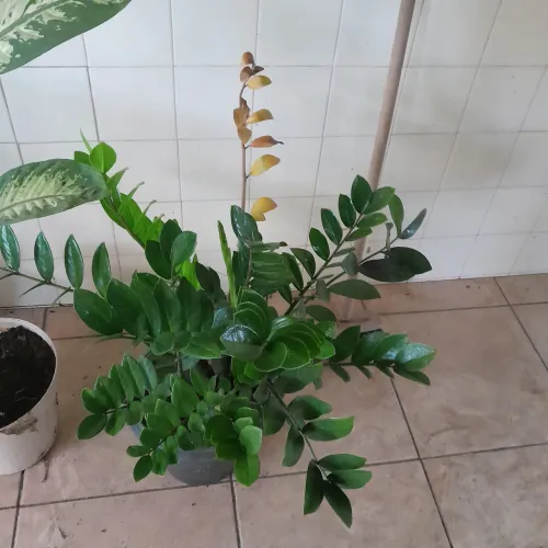 Vendo plantas