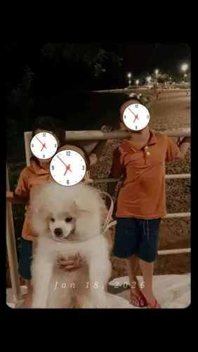 Cachorro vem com as proposta 