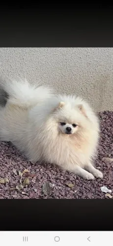 Estou doando filhote de spitz alemão  numero para contato *