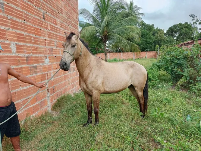 Cavalo de Montada
