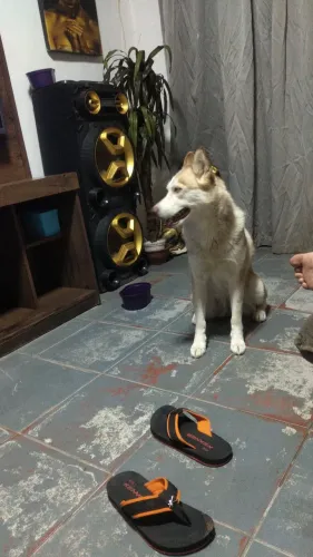 Doação de fêmea da raça Husky Siberiano