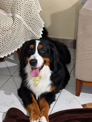 Bernese