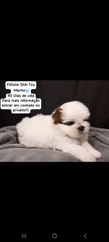 Shith T,zu micro puro em Tatuí 55 dias