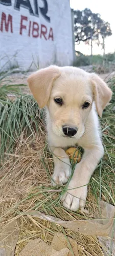 Doação de cachorros machos