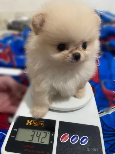 Lulu da Pomerania Anão