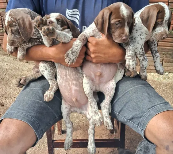 Braco alemão X point hingles