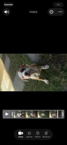 Vendo american bully filhote