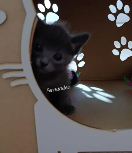 Azul Russo Russian Blue Filhotes