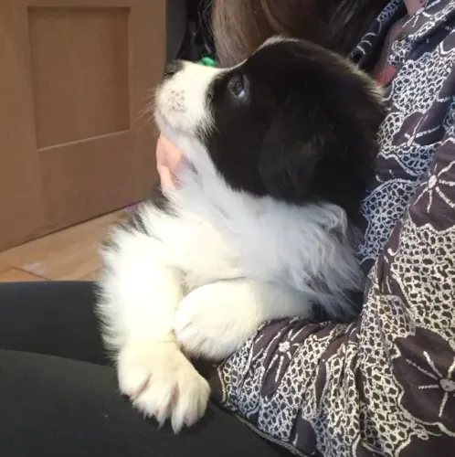 Filhotes de Border collie | Focinho curioso, coração enorme.