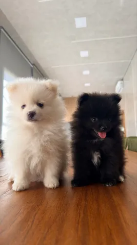 Spitz Alemão (Lulu da Pomerania)