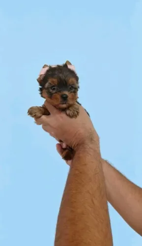 Yorkshire Terrier Pequena