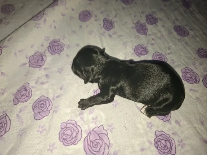 Vendo filhote de shitzu pretinha .