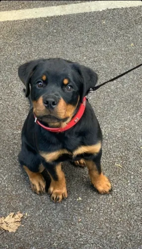Filhote de Rottweiler O Companheiro Forte Que Também É Muito Carinhoso