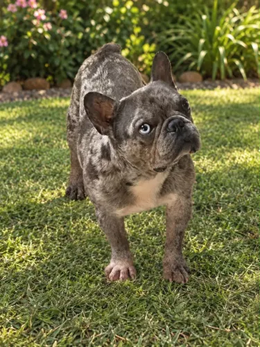 Bulldog francês disponível Cobertura  em seminação monta natural  