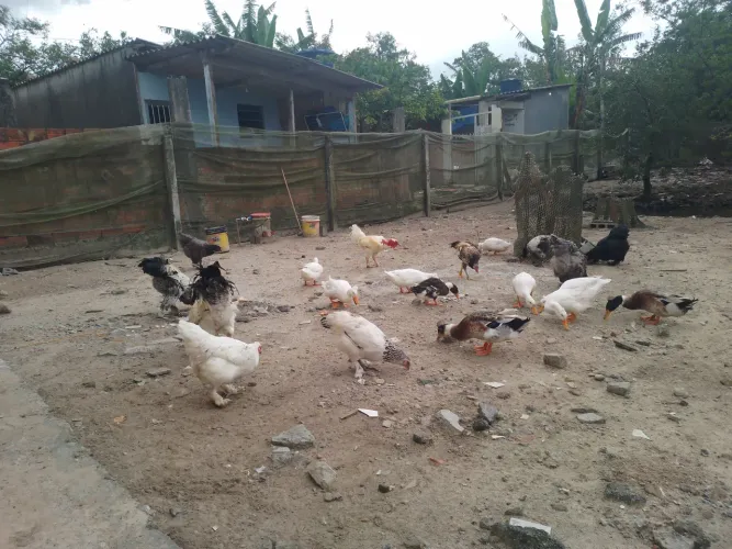 Mega lote de aves de raça legítimas + 200Kg de ração Guabi imperdivel 