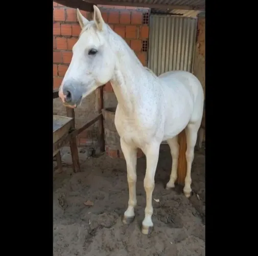 VENDO LINDO POTRO MANGALARGA MACHADOR INTEIRO APENAS 4 ANOS 