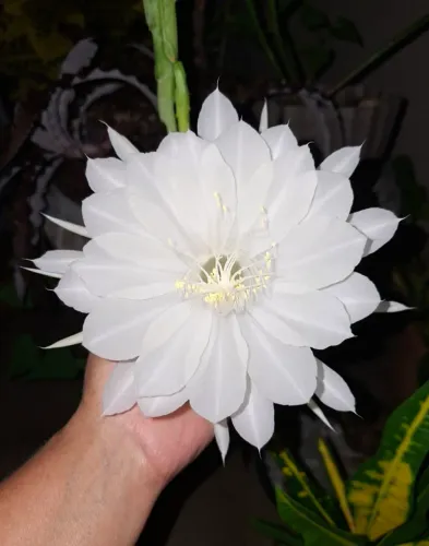 10 Sementes do cacto orquídea(Dama da noite)