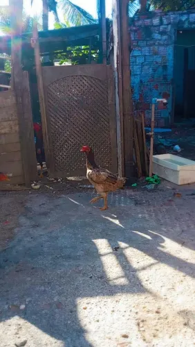 Galinha Indiana 