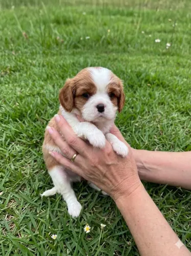 Cavalier King macho e fêmea