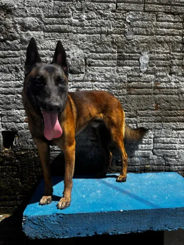 Pastor belga malinois