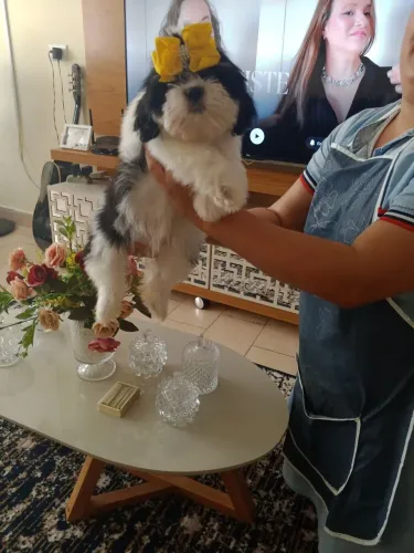 Vendo casal de shitzus