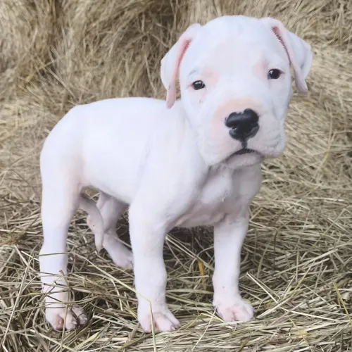 Belíssimo filhotes Dogo Argentino última Fêmea Pedigree Cbkc