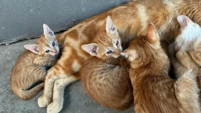 Doação de gatos filhotes