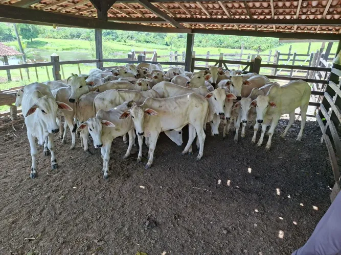 Bezerros / Bezerras Nelore 
