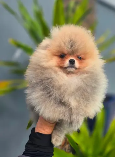 Lindos machinhos filhotes spitz alemão lulu da pomerânia.a partir de R$ 2.800,00